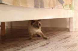 貓為什麼會在床上尿尿？