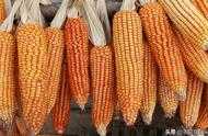 小麥開秤價高企！玉米被“冷落”，2800萬噸進口糧來了，玉米降價