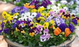 最有仙氣的4種花,花朵迷人色彩斑斕,個個都是高顏值