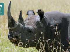 BBC英語大破解：送犀牛回盧安達