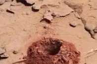 火星發現一隻“天鵝”，站在巖塊上，火星存在未知生命？