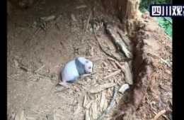 心都萌化了！涼山美姑40年來首次發現野生熊貓寶寶，趴樹洞裡睡大覺