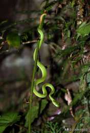 有“蛇蠍美人”之稱的竹葉青蛇，你知道它有多毒嗎？