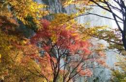 你看 秋天的華山 不只是雄險奇峻 也有著絢麗秀美
