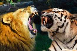 為什麼始終有人認為老虎打不過獅子？老虎和獅子究竟孰強孰弱？