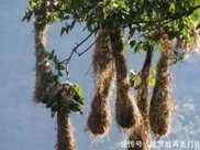 一個個“編織袋”高掛樹上，原來是擬椋鳥的鳥巢