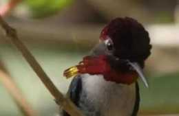科普園地丨鳥類為什麼會擦嘴？