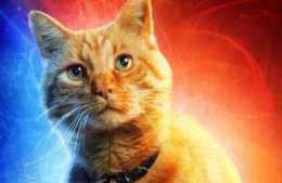 驚奇隊長的橘貓是漫威宇宙最恐怖生物，據說能生吃滅霸？