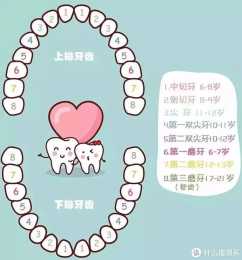 笑研所科普:牙齒隱形矯正前,你瞭解你的牙齒嗎?