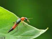 【健康知識科普】這種蟲子毒液堪比硫酸，飛到身上千萬別拍！