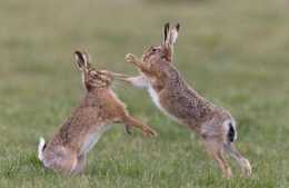 幾隻野兔挑起的澳洲百年人兔大戰