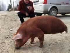 農民養了一頭“殘疾豬”，有人想出10萬也不賣，看完才知道原因