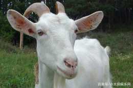 羔羊在出生後應及早補喂初乳，羊群不可使用受到病原菌汙染的飼料