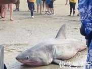 約3米大白鯊幼崽擱淺紐西蘭海灘，卻被多人猛踢下巴，導致死亡！