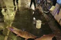 長江已被入侵！非洲鯰魚侵入中國，一年繁殖4次，黃河也受威脅？